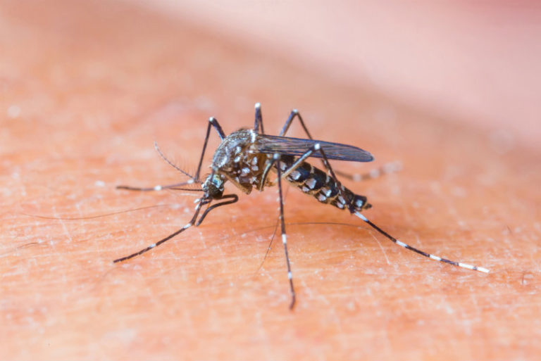 Επικίνδυνα κουνούπια | vita.gr