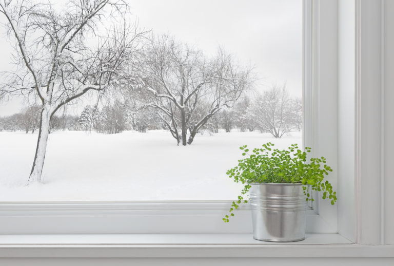 Πώς να προστατέψουμε τα φυτά μας από το κρύο | vita.gr