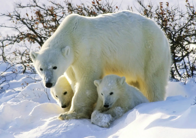 Γνωρίστε τις πολικές αρκούδες | vita.gr