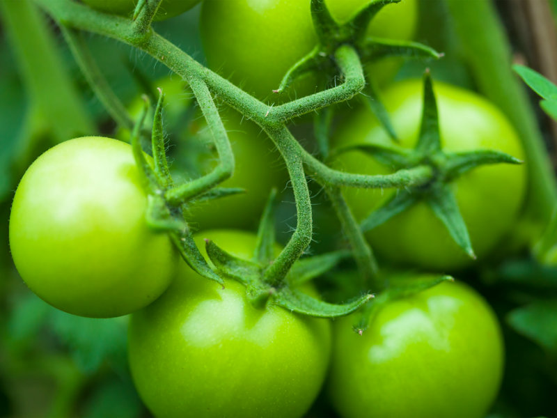 Πράσινες ντομάτες για δυνατούς μυς
