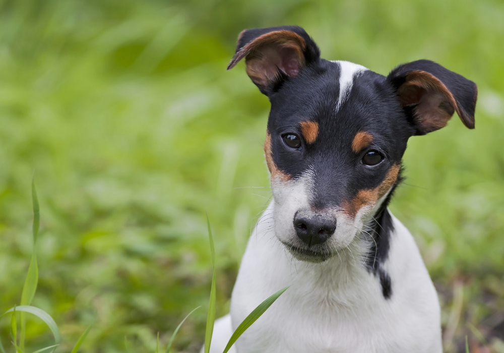 Καρκίνος του προστάτη: οι σκύλοι τον ανιχνεύουν καλύτερα