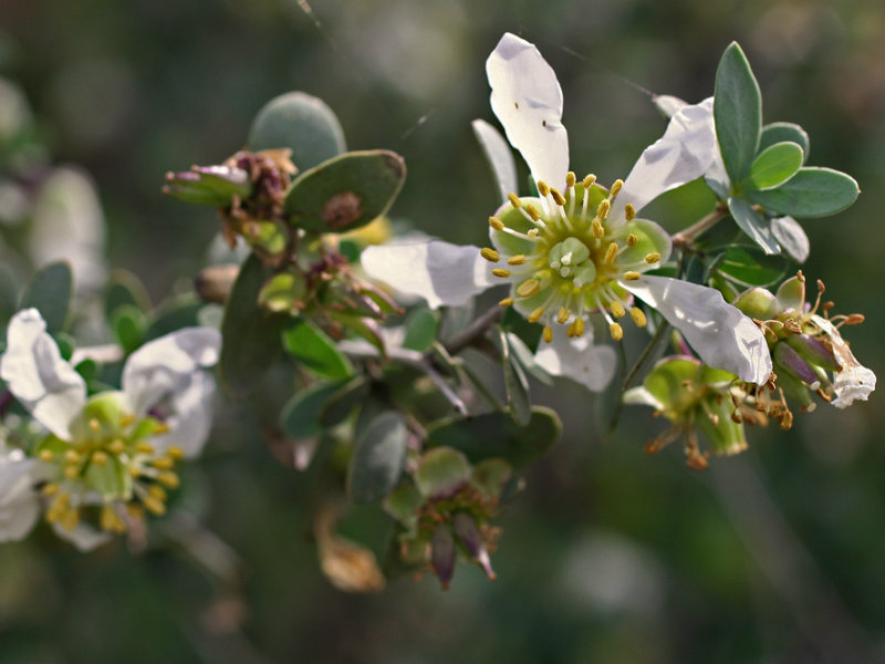 Jojoba: Tροφή για το δέρμα