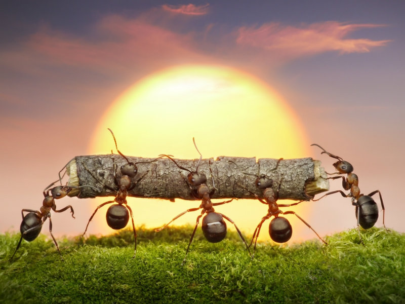 Έρχονται αντιβιοτικά από μυρμήγκια;