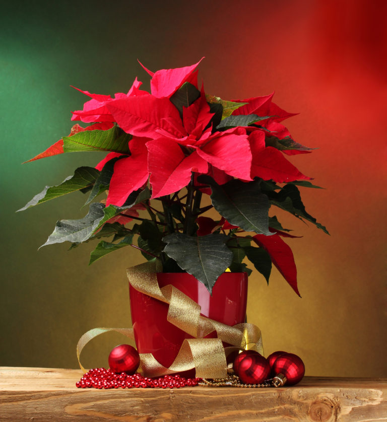 Χριστουγεννιάτικα φυτά και άνθη | vita.gr