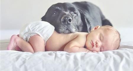 Σκυλιά VS μωρά: Υπέροχη σχέση