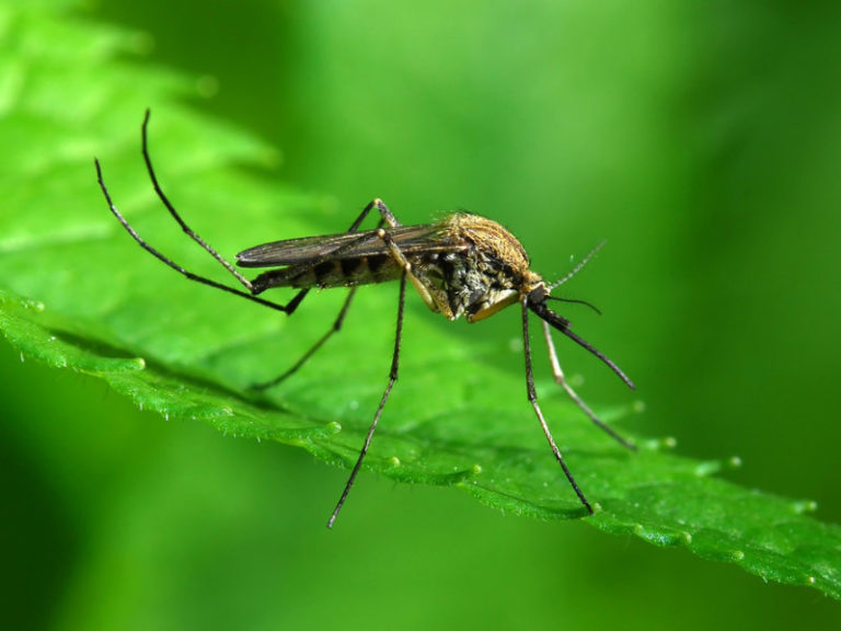 Σας τσιμπάνε τα κουνούπια; Φταίνε τα γονίδια | vita.gr