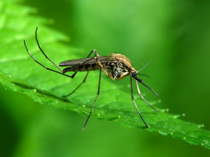 Σας τσιμπάνε τα κουνούπια; Φταίνε τα γονίδια