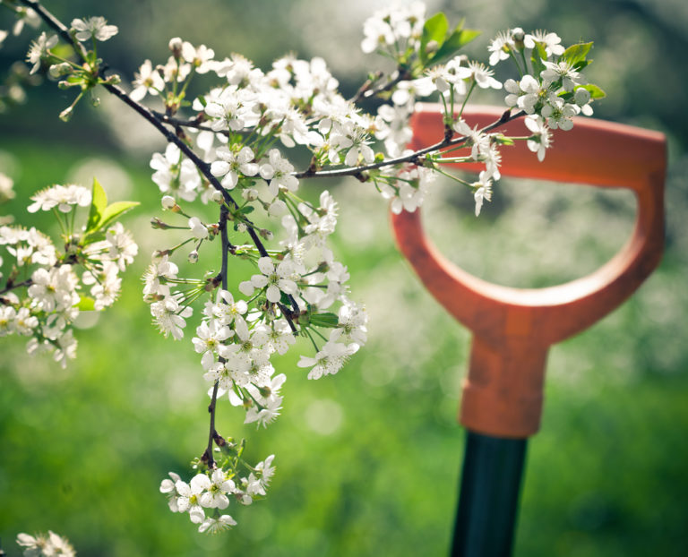 Ετοιμάστε τον ανοιξιάτικο κήπο σας | vita.gr