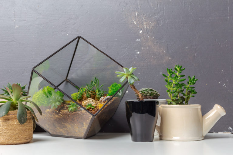 Φτιάξτε ένα μίνι κήπο σε ένα γυάλινο δοχείο | vita.gr