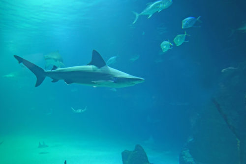 Γιατί οι καρχαρίες είναι απαραίτητοι σε μας και το οικοσύστημα;