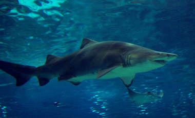 Αίμα καρχαρία κατά του καρκίνου | vita.gr