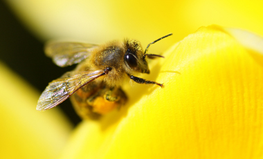 Σαπούνι Mασσαλίας:για τα τσιμπήματα μέλισσας | vita.gr