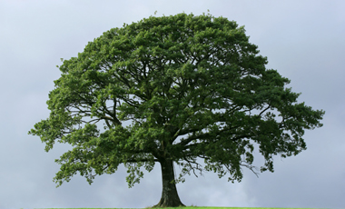 Δέντρα κατά του άσθματος