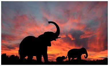 Η εξαφάνιση των ελεφάντων | vita.gr
