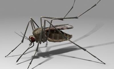 Διώξτε κουνούπια και μύγες