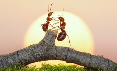 Πώς να απαλλαγώ από τα μυρμήγκια;