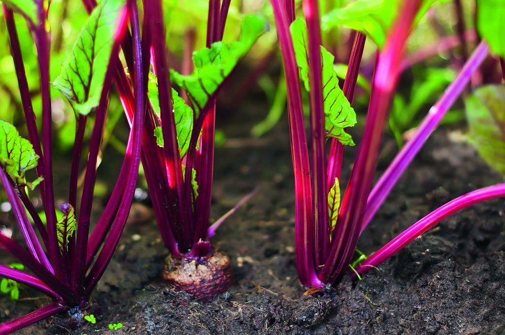 Πώς θα φυτέψετε λαχανικά στον κήπo σας