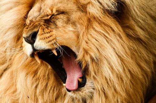 Έχετε αναρωτηθεί πώς φτερνίζονται… τα λιοντάρια;