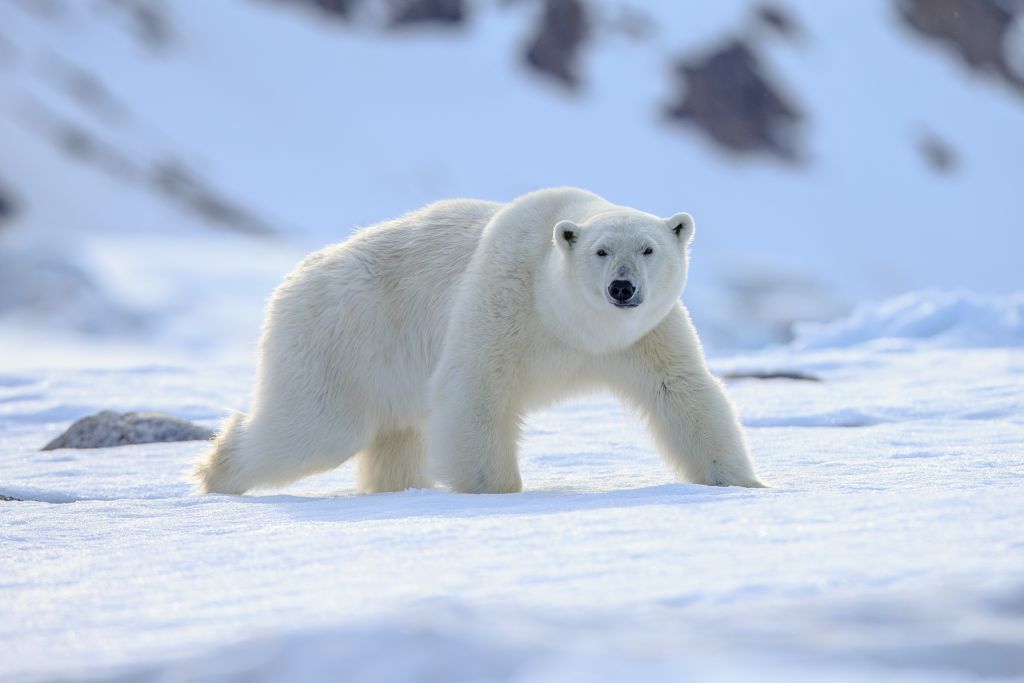 Κακοποίηση ζώου: Έβαψαν με σπρέι πολική αρκούδα