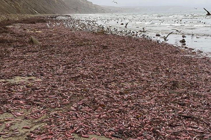 Δεν θα πιστέψετε τι ξεβράστηκε σε παραλία της Καλιφόρνια | vita.gr