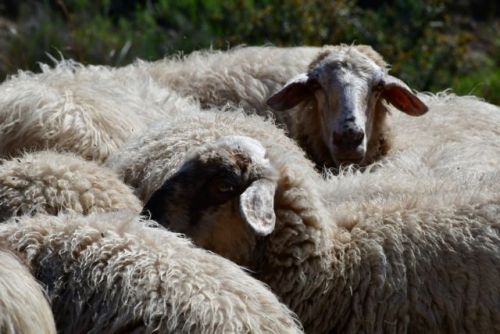 Κρήτη : Ένα πρόβατο με… GPS «έδειξε» τους ζωοκλέφτες