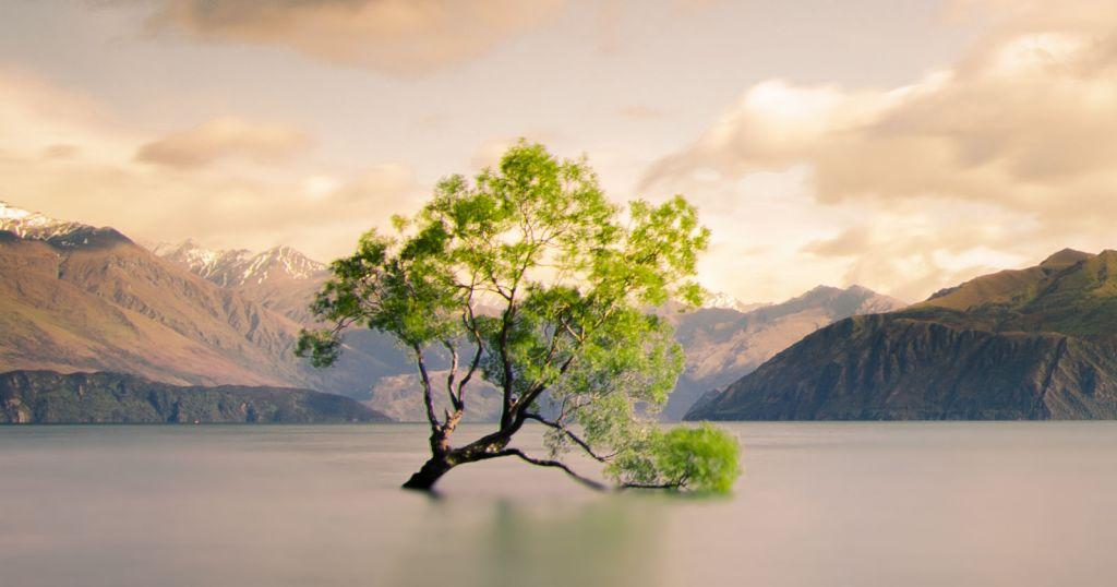 That Wanaka tree: Βανδάλισαν την πιο αναγνωρίσιμη ιτιά του κόσμου