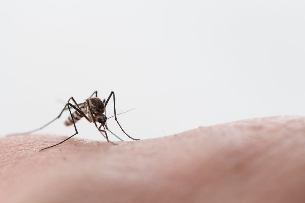 Κοροναϊός : Μεταδίδεται από τα κουνούπια;