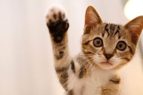 Έρευνα: Οι γάτες μπορεί να μολυνθούν και να μεταδώσουν τον κοροναϊό