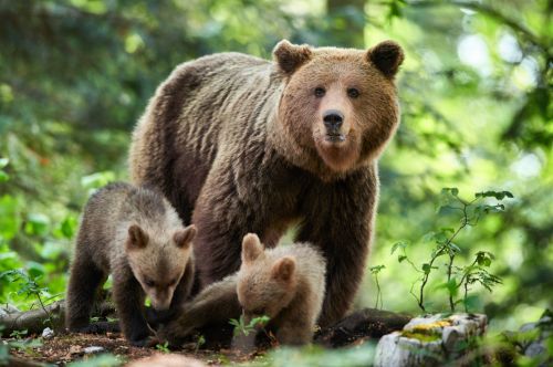 Ρωσία: Αρκούδα πέφτει πάνω σε αυτοκίνητο για να προστατέψει το παιδί της