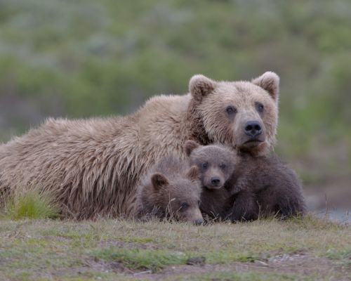 Συγκινητικό: Αρκούδα πέφτει σε αυτοκίνητο για να σώσει το μικρό της