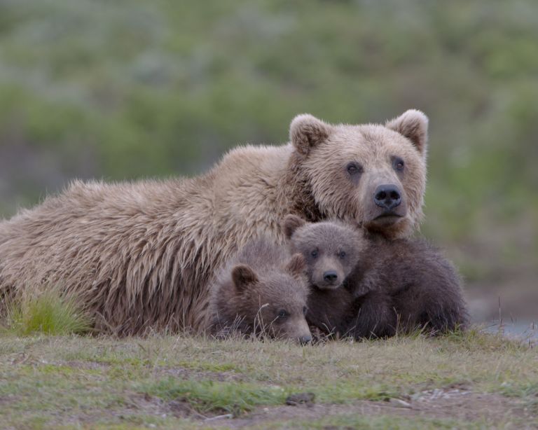 Συγκινητικό: Αρκούδα πέφτει σε αυτοκίνητο για να σώσει το μικρό της | vita.gr