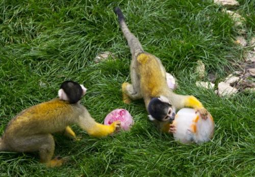 Ινδία : Μαϊμούδες έκλεψαν δείγματα κοροναϊού