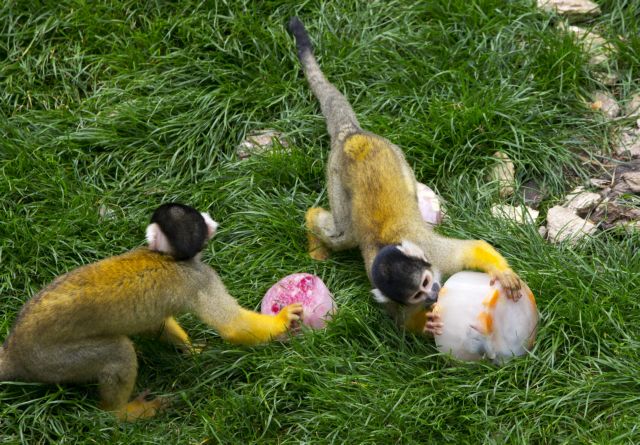 Ινδία : Μαϊμούδες έκλεψαν δείγματα κοροναϊού | vita.gr