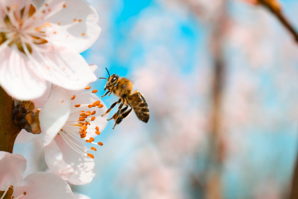 Τσίμπημα από μέλισσα: Πώς να το φροντίσετε