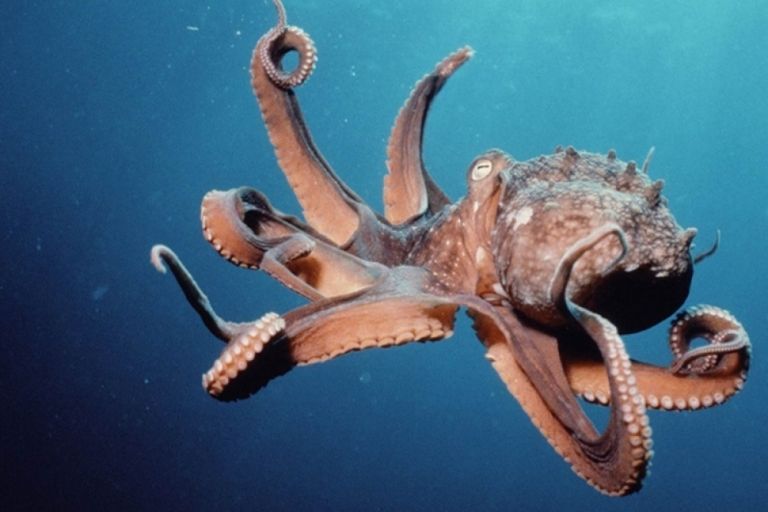 «Σκούρα» τα βρήκε ψαροντουφεκάς με τεράστιο χταπόδι | vita.gr