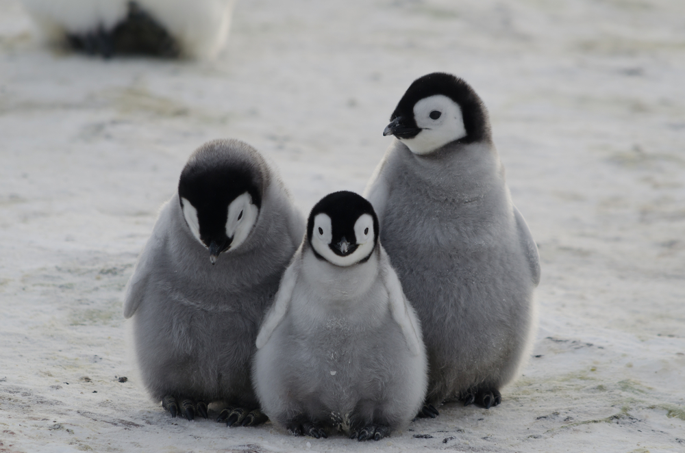 Πώς να χαιρετήσετε έναν… πιγκουίνο