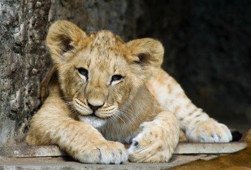 Φρίκη: Έσπασαν τα πόδια σε λιονταράκι για να φωτογραφίζονται δίπλα του οι τουρίστες