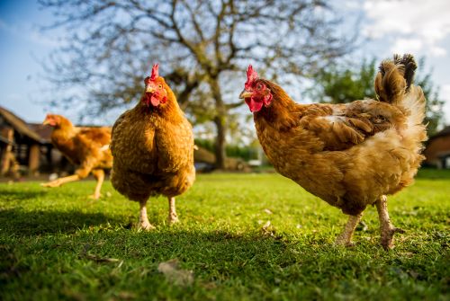 Προειδοποίηση της ΕΕ για ξεσπάσματα γρίπης των πτηνών