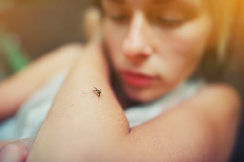 Τα κουνούπια δεν μεταδίδουν κοροναϊό από άνθρωπο σε άνθρωπο, σύμφωνα με νέα έρευνα