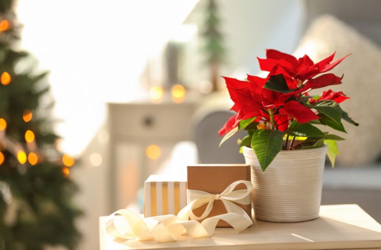 Τα χριστουγεννιάτικα φυτά που ομορφαίνουν το σπίτι μας | vita.gr