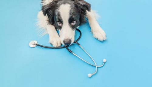 Νοσοκομείο «προσλαμβάνει» σκύλο για να βελτιώνει τη διάθεση των εργαζομένων