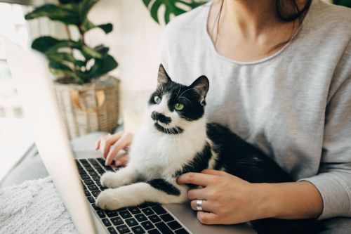 Γιατί η γάτα σας κάθεται στο πληκτρολόγιό σας;