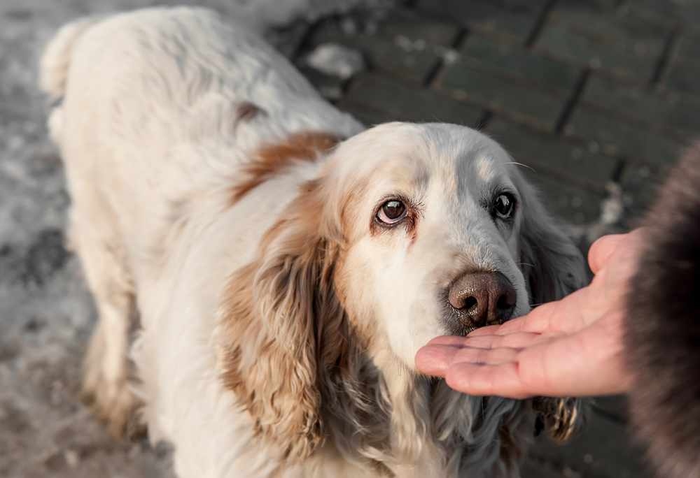 Η όσφρηση των σκύλων ως μέθοδος διάγνωσης του κοροναϊού