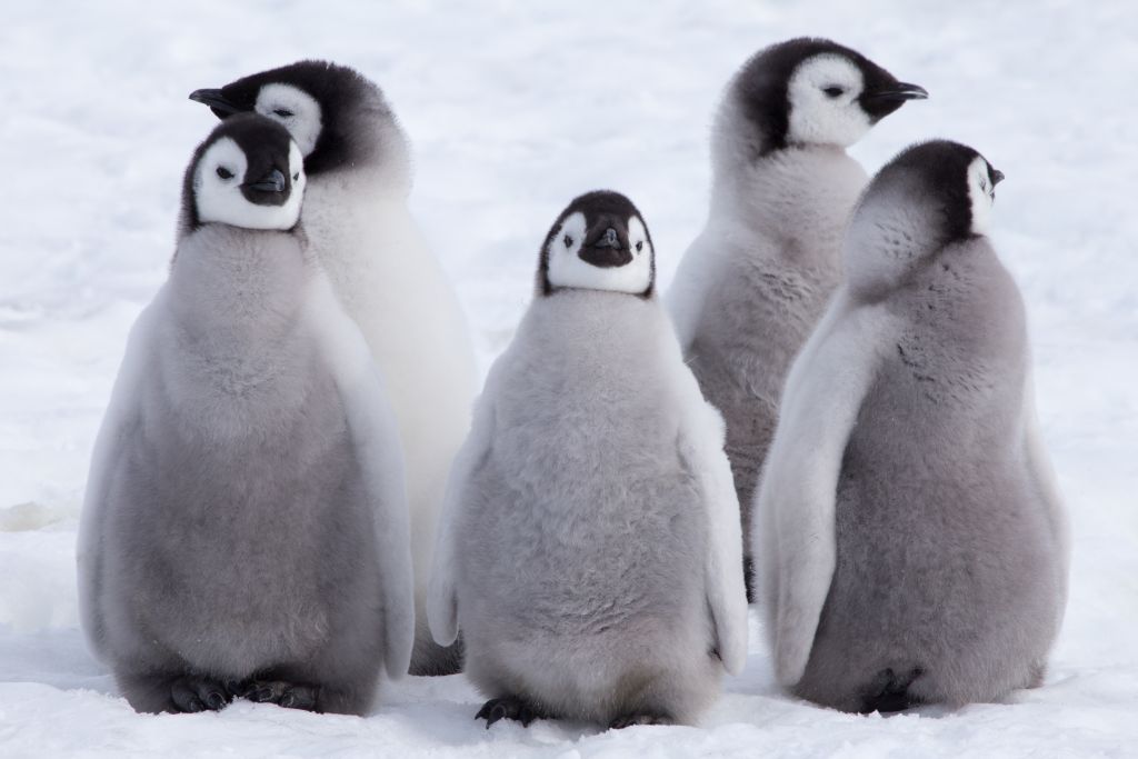Το βίντεο του πιο αξιολάτρευτου πιγκουίνου