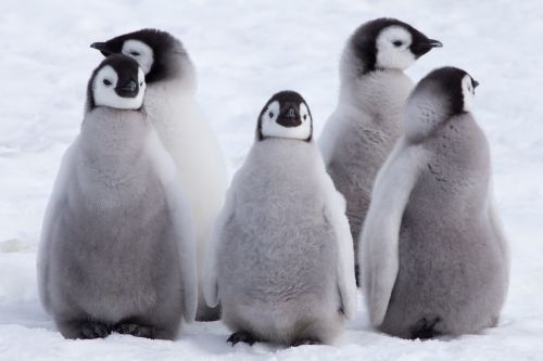 Το βίντεο του πιο αξιολάτρευτου πιγκουίνου