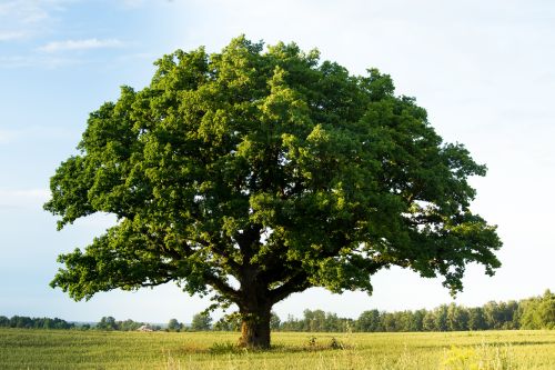 Ποιο δέντρο αντιστοιχεί στο μήνα γέννησής σας;