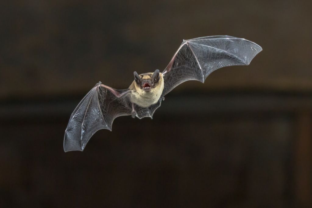 Κοροναϊός συγγενικός με το MERS εντοπίστηκε σε νυχτερίδες στην Ελβετία