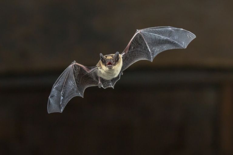 Κοροναϊός συγγενικός με το MERS εντοπίστηκε σε νυχτερίδες στην Ελβετία | vita.gr