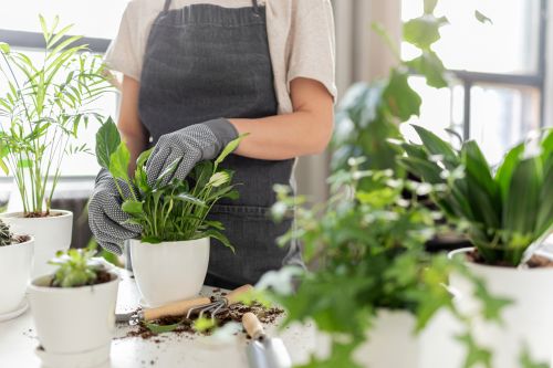 Gardening: Τα βήματα για σωστή και επιτυχημένη μεταφύτευση