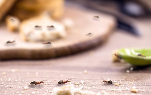 Μυρμήγκια: Διώξτε τα μια και καλή
